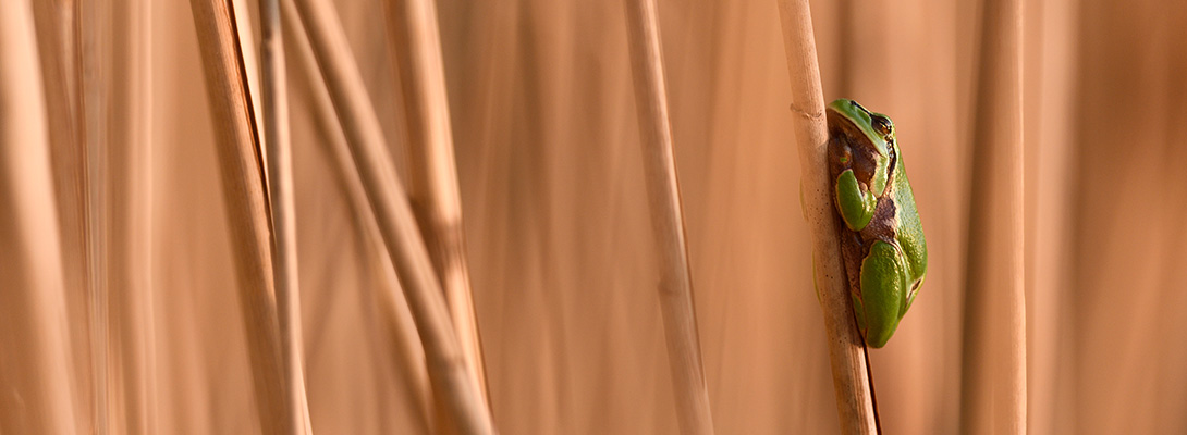 Stage photo nature Alsace